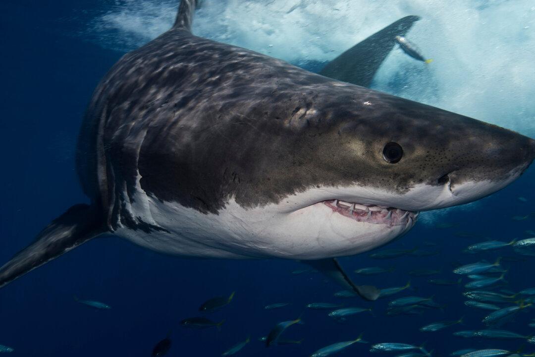 Sharks Bite 2 Fishermen in Florida Keys in Separate Incidents