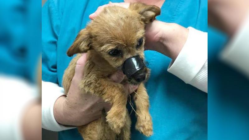 Puppy Thrown From a Bridge With Muzzle Taped Shut ‘Thanks’ His Rescuer for Saving Him