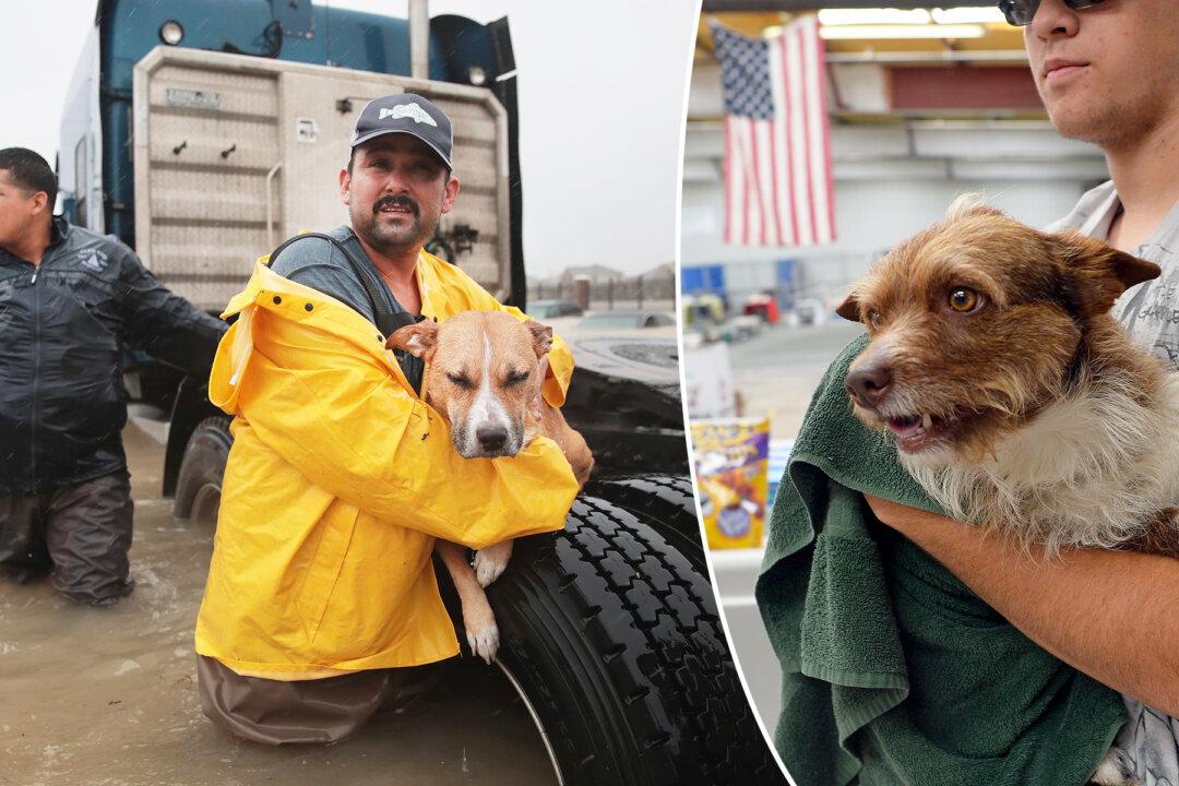 Florida Bill Means Fines or Jail Time for People Who Abandon Pets During Hurricanes