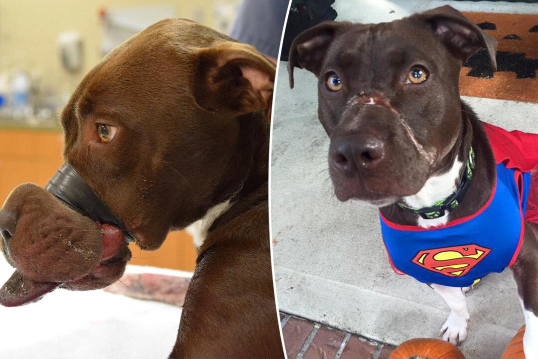 Dog Found with Swollen Muzzle Taped Shut in 2015 Is Now a Mascot for Animal Cruelty