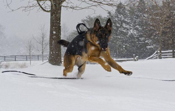 A German Shepherd, similar to the Kunming Wolfdog. (Karen Bleier/AFP/Getty Images)