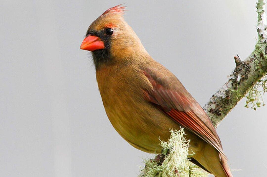 Woman Spots ‘One in a Million’ Yellow Cardinal