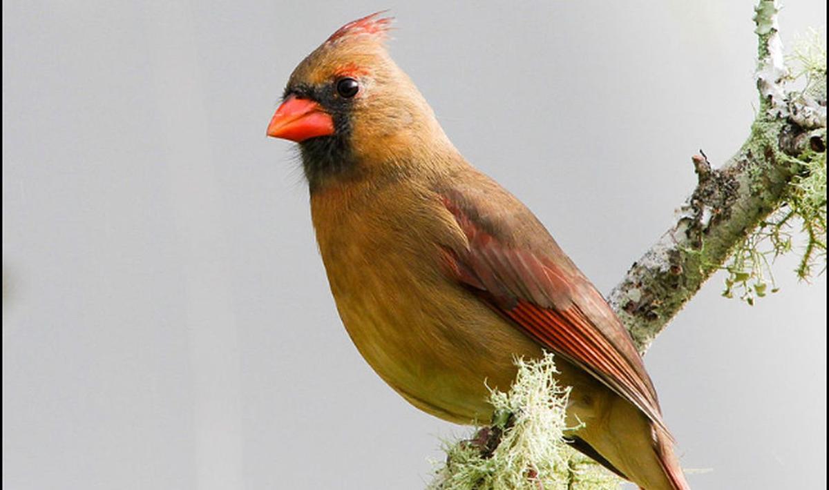 Woman Spots ‘One in a Million’ Yellow Cardinal