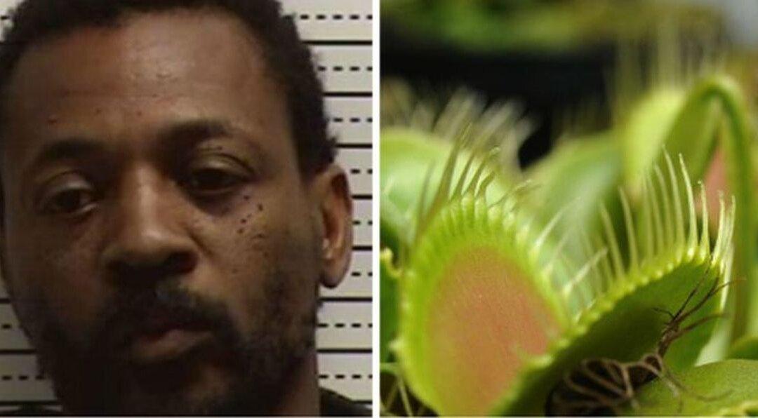 Man Faces 73 Felonies for Poaching Hundreds of Venus Flytraps