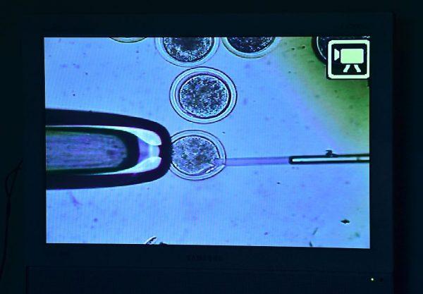 Footage of a cloning operation in progress. (Jung Yeon-je/AFP/Getty Images)