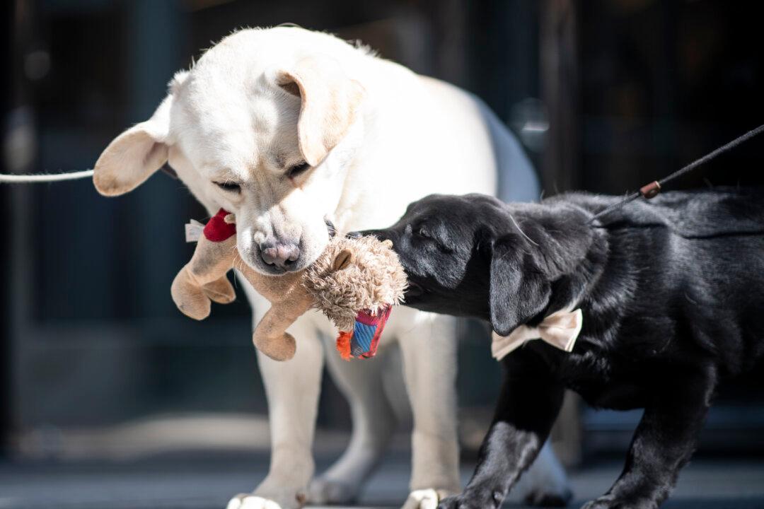 Labrador Retriever Most Pup-ular US Dog Breed for 28th Year