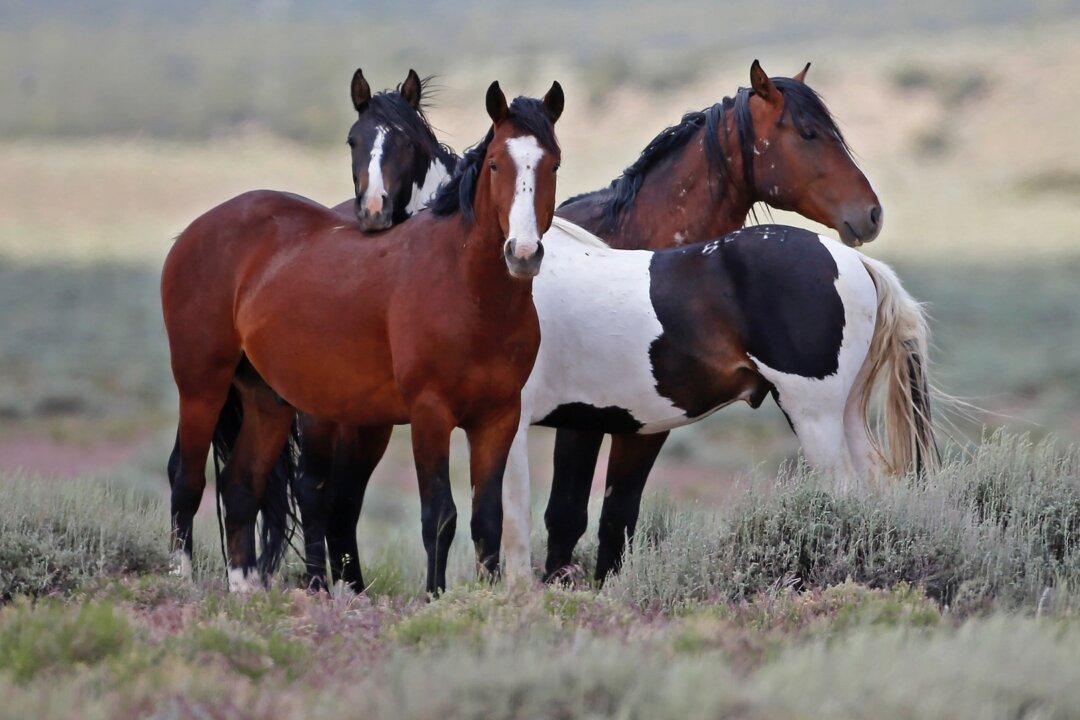 Feds Offer $1,000 To Adopt Wild Horses Because They Can’t Cull Them