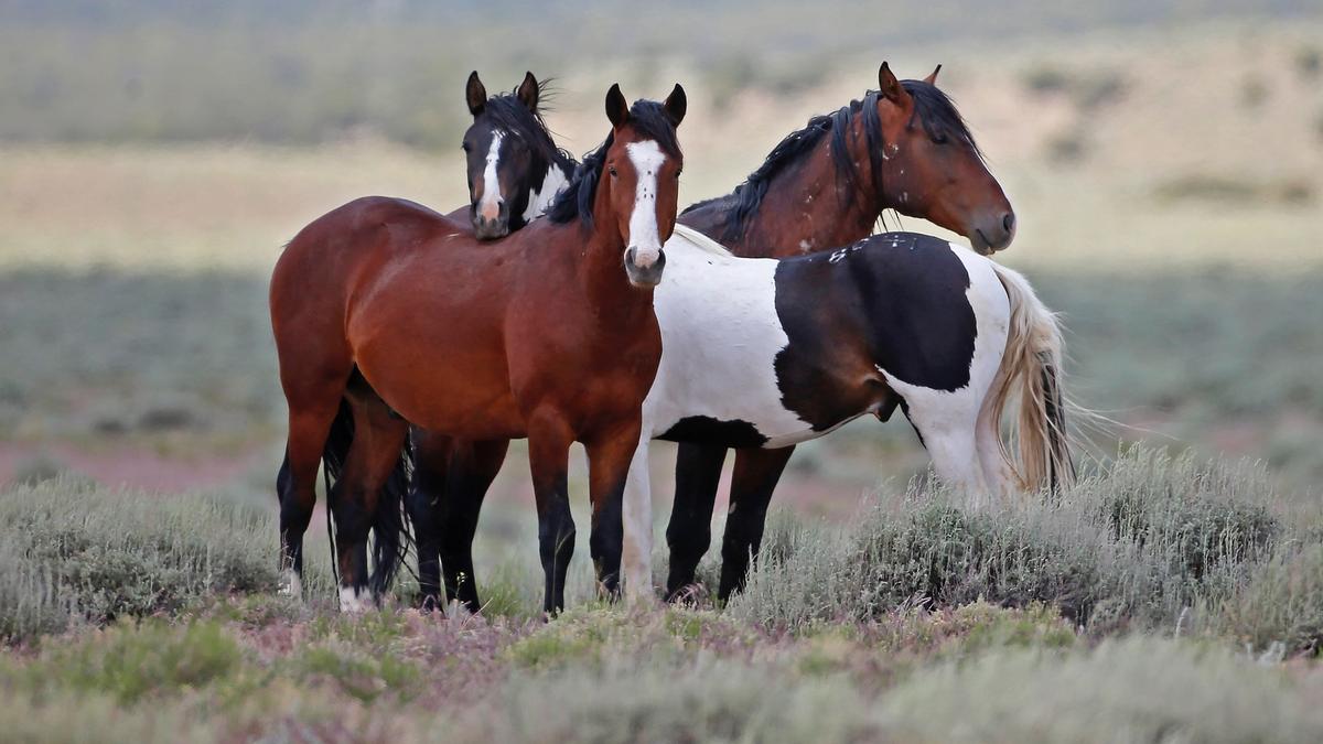 Feds Offer $1,000 To Adopt Wild Horses Because They Can’t Cull Them