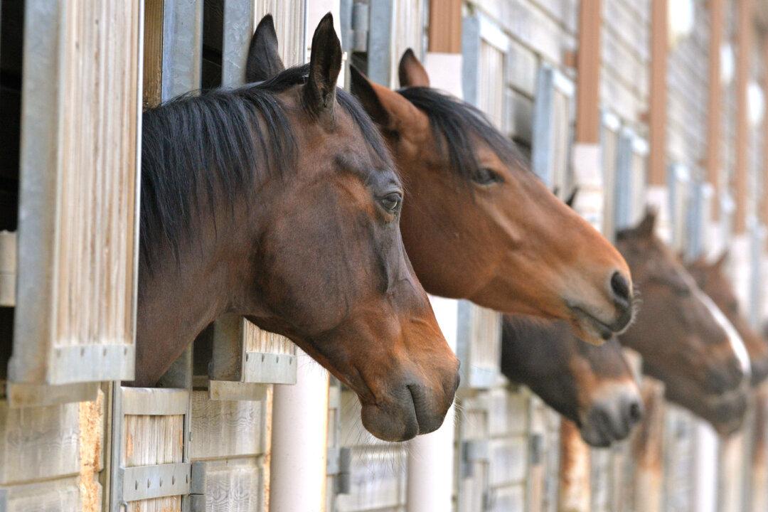 2 Clydesdales Horses Rescued from Frozen Lake After Escaping from Stable