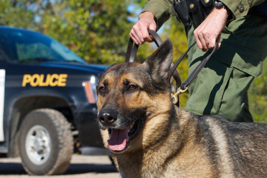 K-9 Officer Finds 90-Year-Old Dementia Sufferer Who Endured a Night Lost in the Woods
