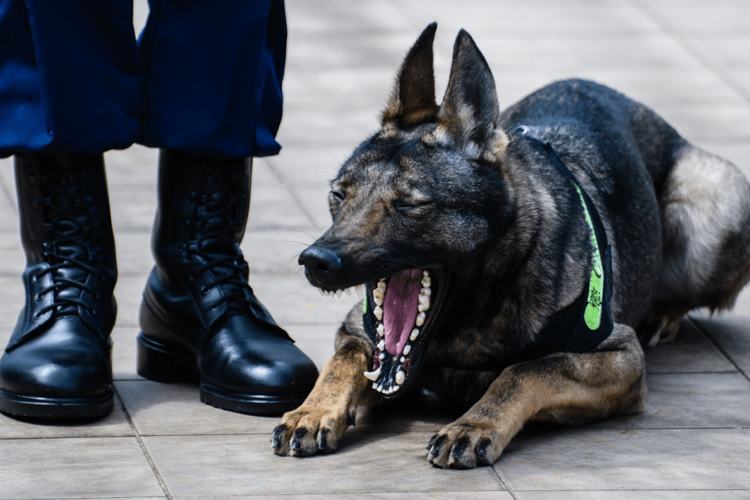 China Clones Police Dog, Ethical Issues May Follow