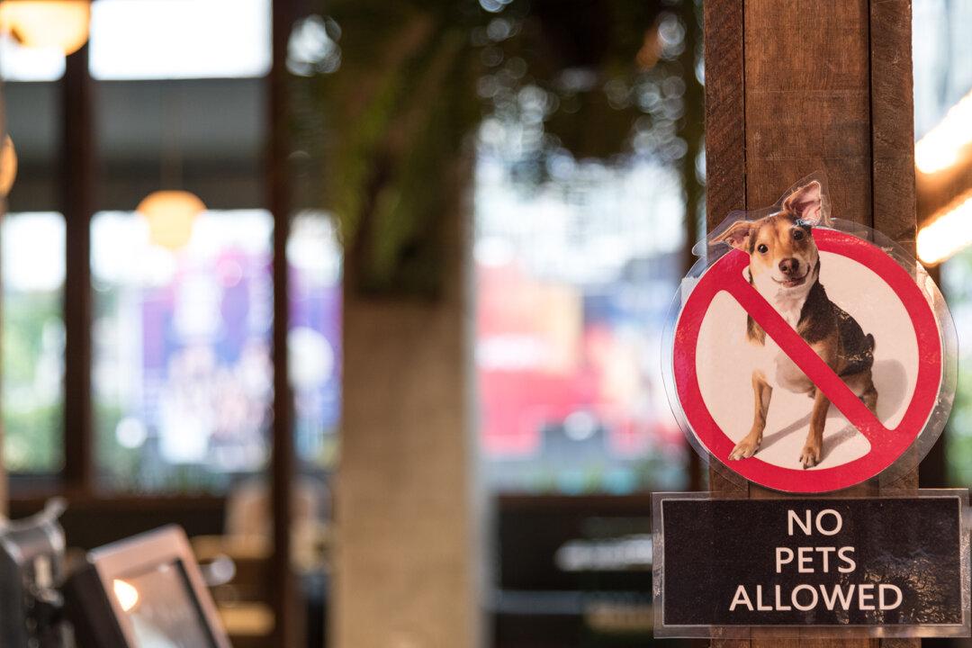 Dog-Loving Lady Can’t Have a Pet in Rental Property, So Neighbor Devises Genius Plan