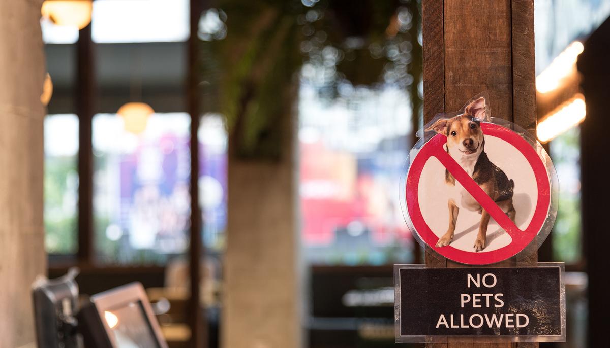 Dog-Loving Lady Can’t Have a Pet in Rental Property, So Neighbor Devises Genius Plan