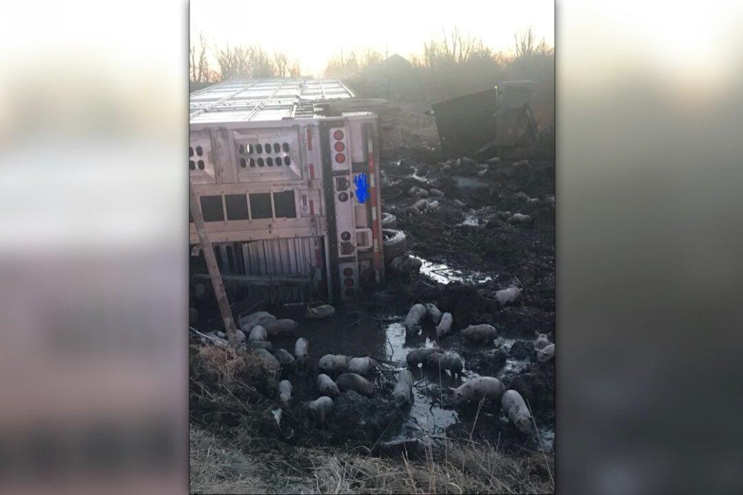 Nearly 3,000 Piglets On the Loose After Crash on Illinois Highway