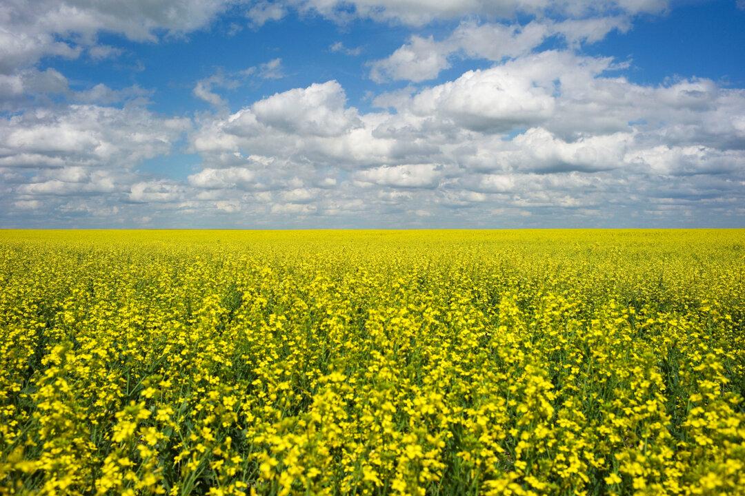 China Stops Buying Canadian Canola as Tensions Escalate