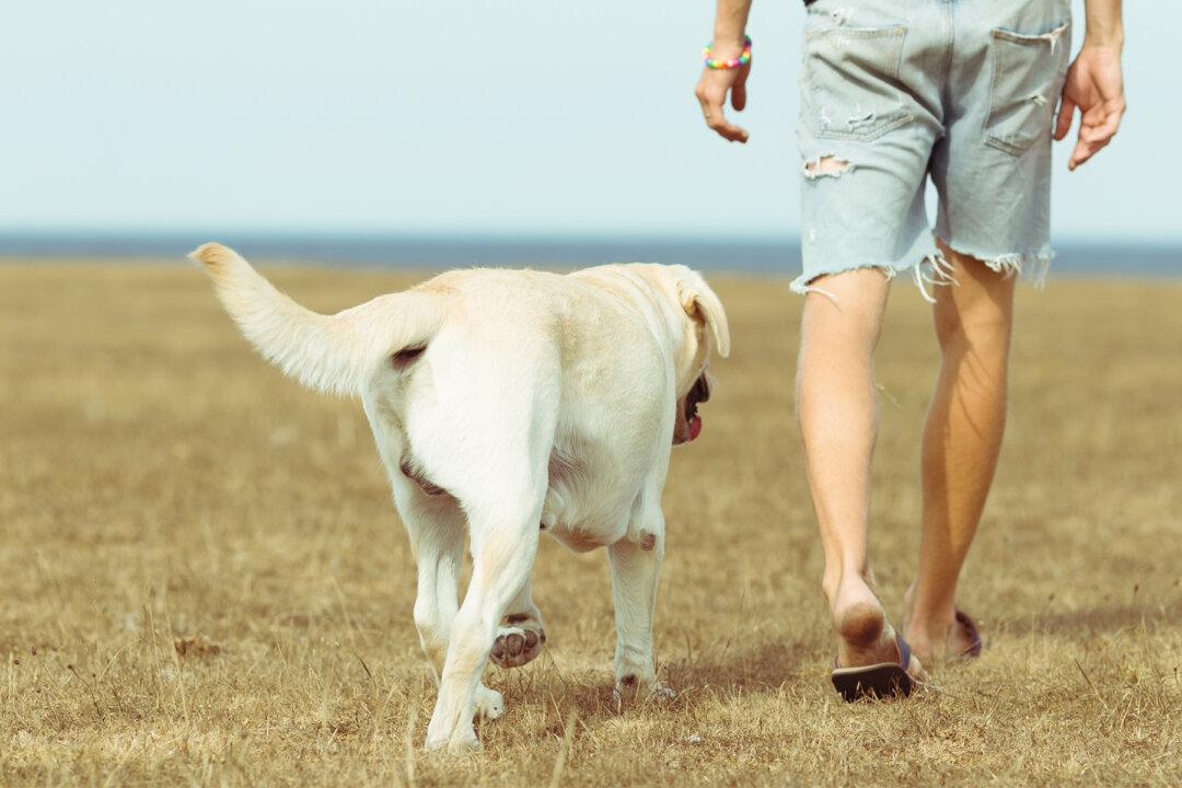 Veteran with PTSD Reunites with Dog Mistakenly Given Away When He Was Hospitalized