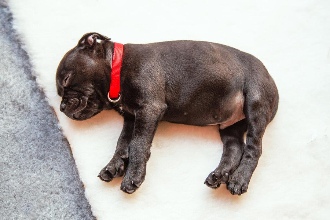 Special-Needs Pup Once the Size of Coke Can Is Now a ‘Sassy Little Guy’ After Foster Care