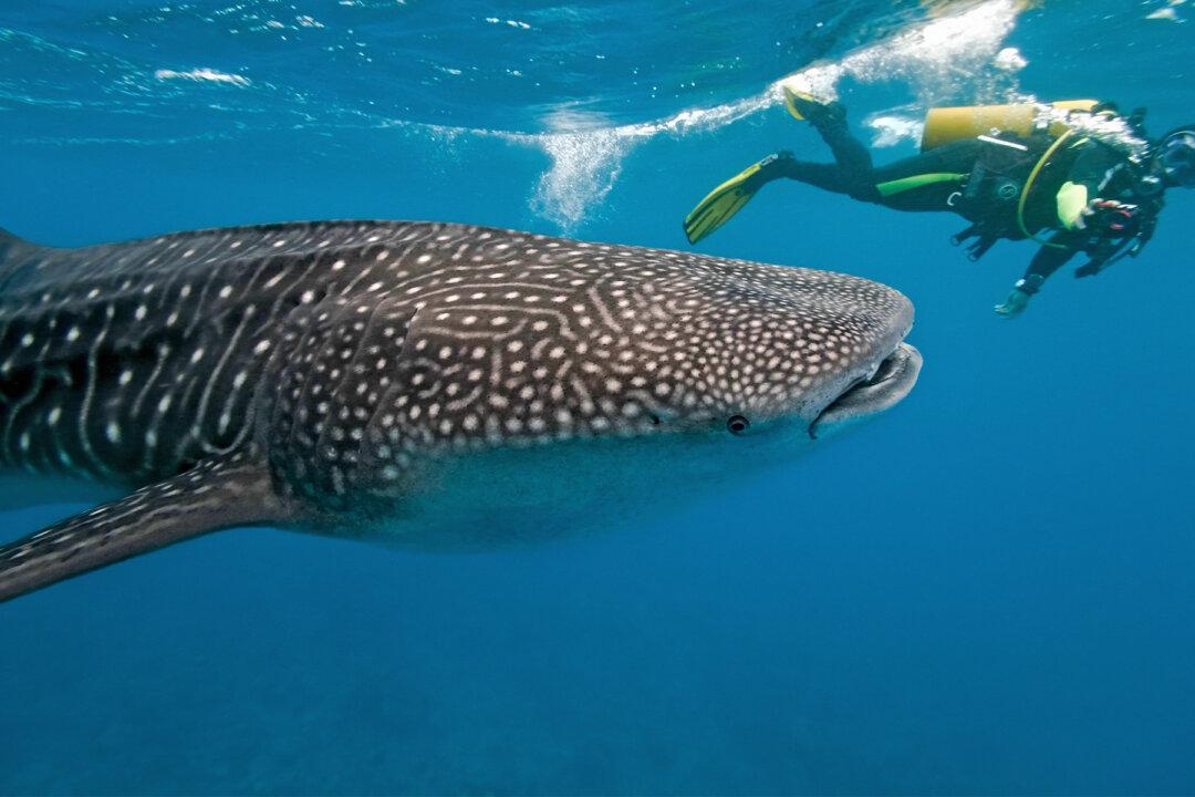50,000-Pound Whale Tucks Scuba Diver Under Its Fin to Protect Her From Nearby Shark