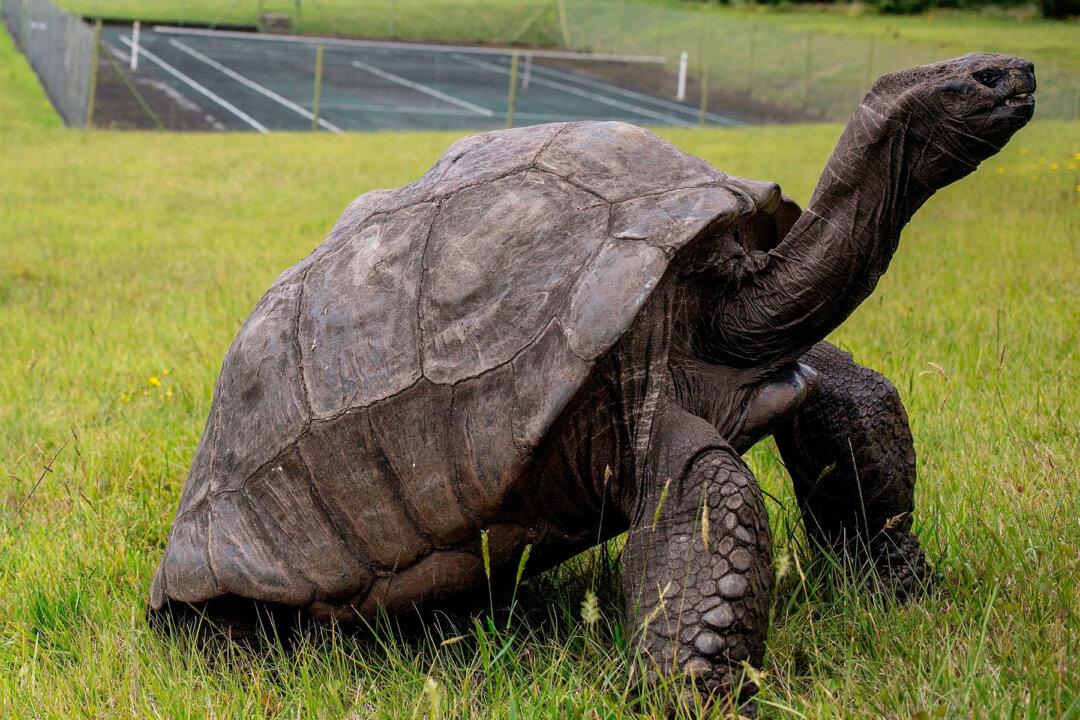 187-Year-Old Jonathan the Tortoise of St. Helena Is the World’s Oldest Land Animal