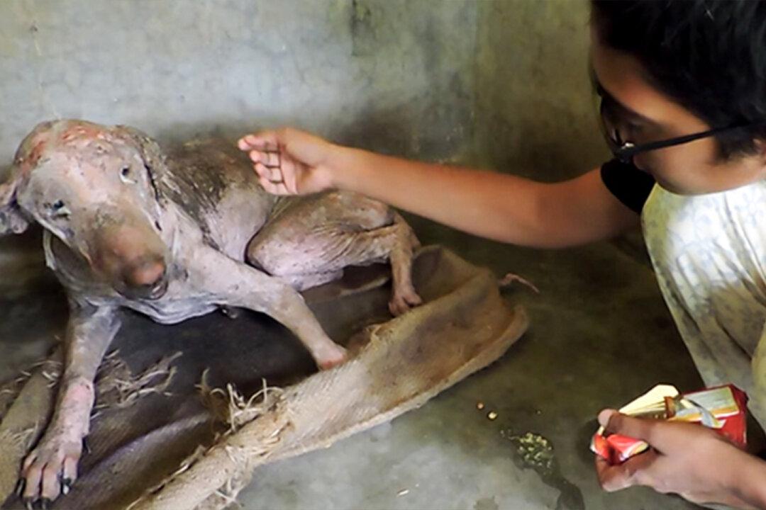 Dying Dog Flinched in Pain With Mere Touch. Months After Rescue, He Can’t Stop Cuddling