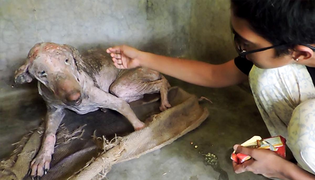 Dying Dog Flinched in Pain With Mere Touch. Months After Rescue, He Can’t Stop Cuddling