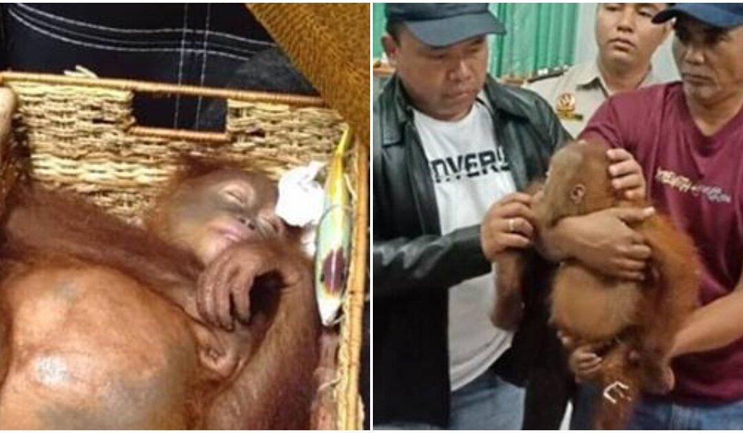 Air Passenger Caught With Drugged Orangutan in His Suitcase