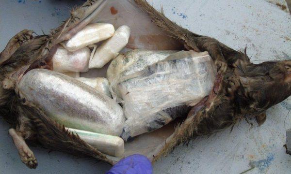 A dead rat found by prison staff with drugs and a mobile phone, wrapped in cellophane in side. (Ministry of Justice)