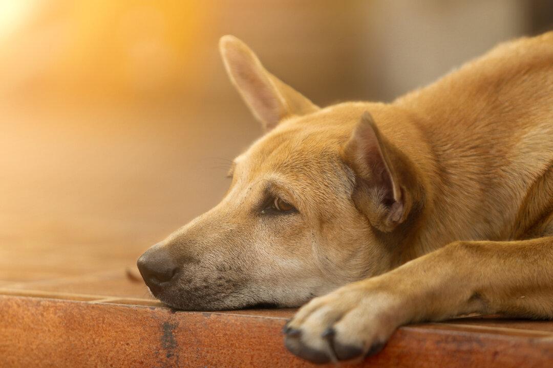 4-Month-Old Pup Watching ‘The Lion King’ Turns Emotional When Mufasa Passes Away