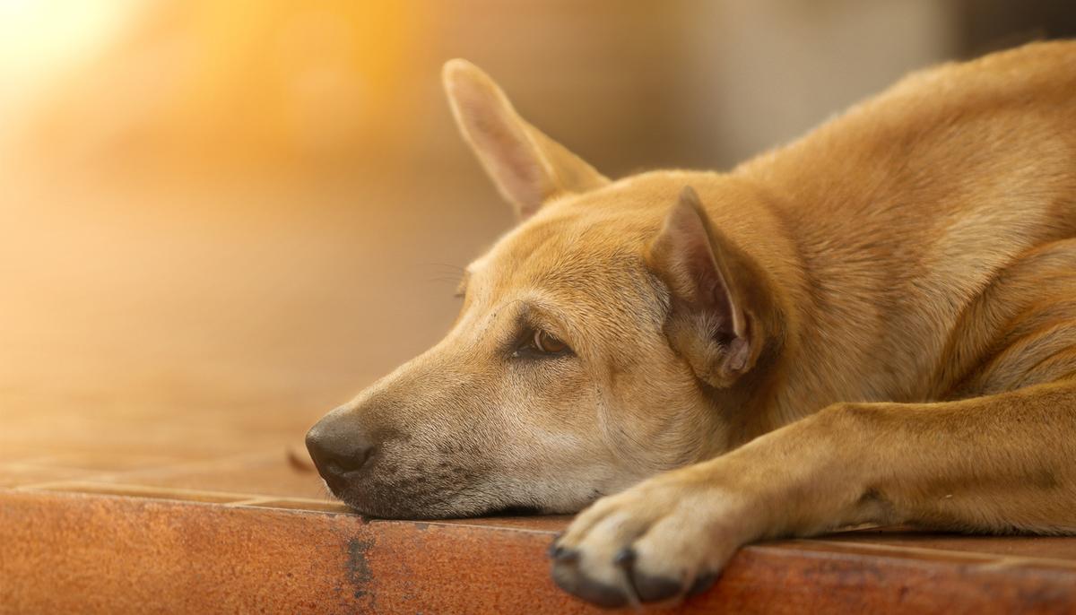 4-Month-Old Pup Watching ‘The Lion King’ Turns Emotional When Mufasa Passes Away