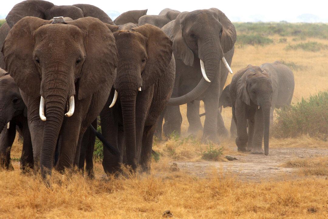 Video: Elephant Herd Runs to Greet New Orphan Baby Elephant at Sanctuary–So Adorable