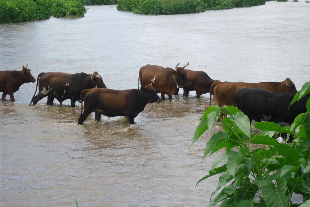 Chinese Companies Tear Down Zimbabwe’s Environment