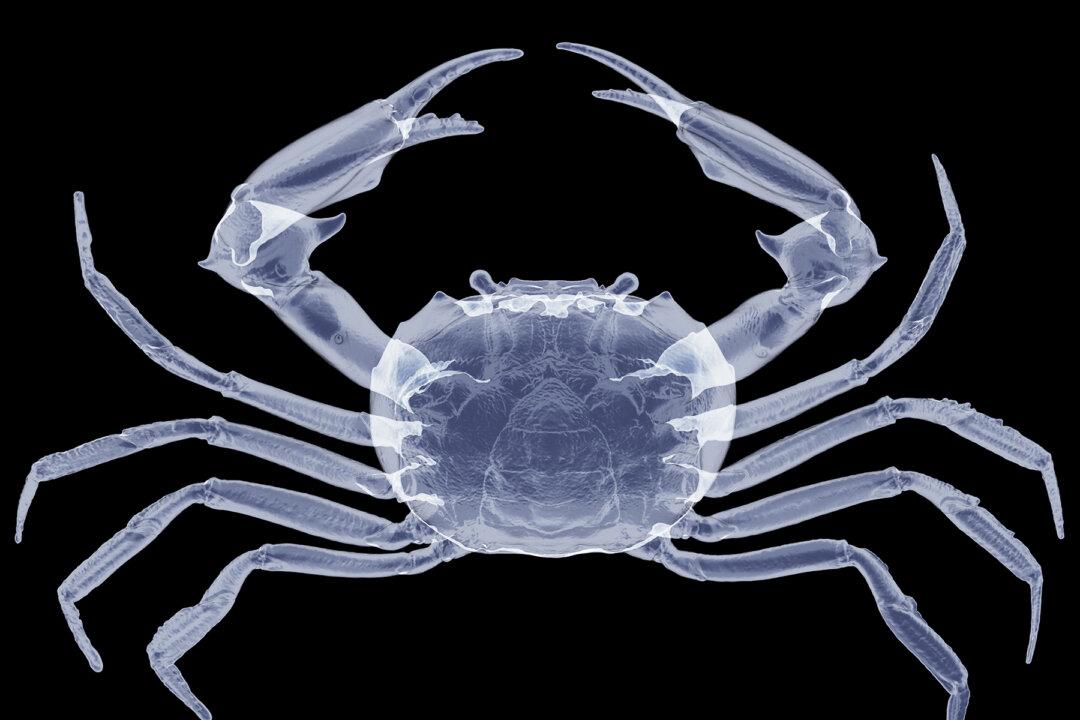 Stunning X-Ray Images from London Zoo Animals will Take Your Breath Away