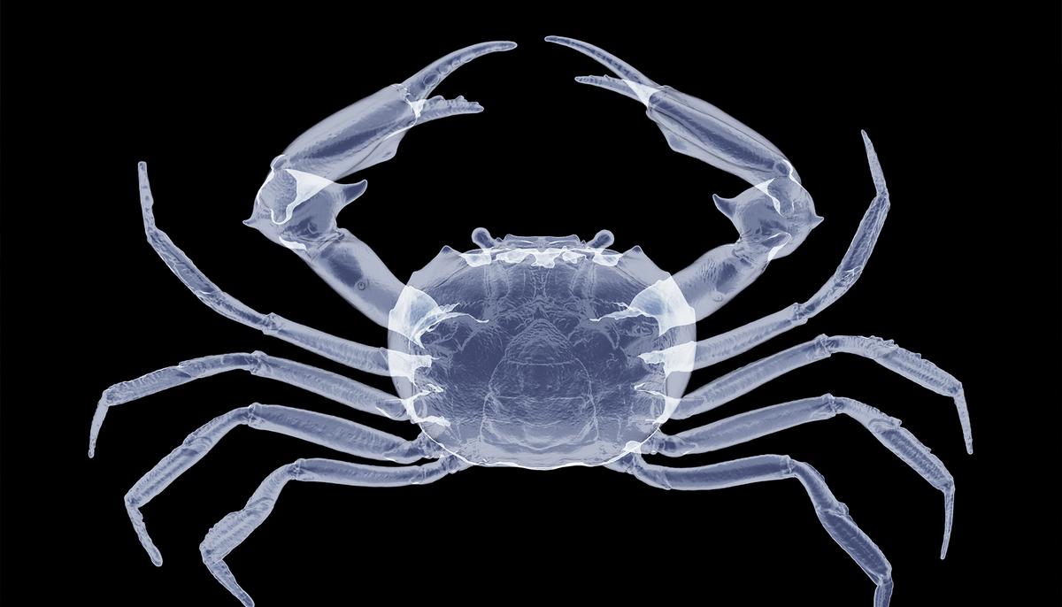 Stunning X-Ray Images from London Zoo Animals will Take Your Breath Away