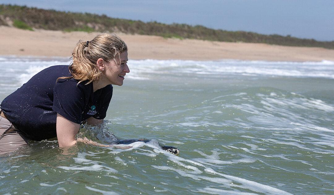 National Aquarium Releases Rescued Sea Turtles Back to the Ocean