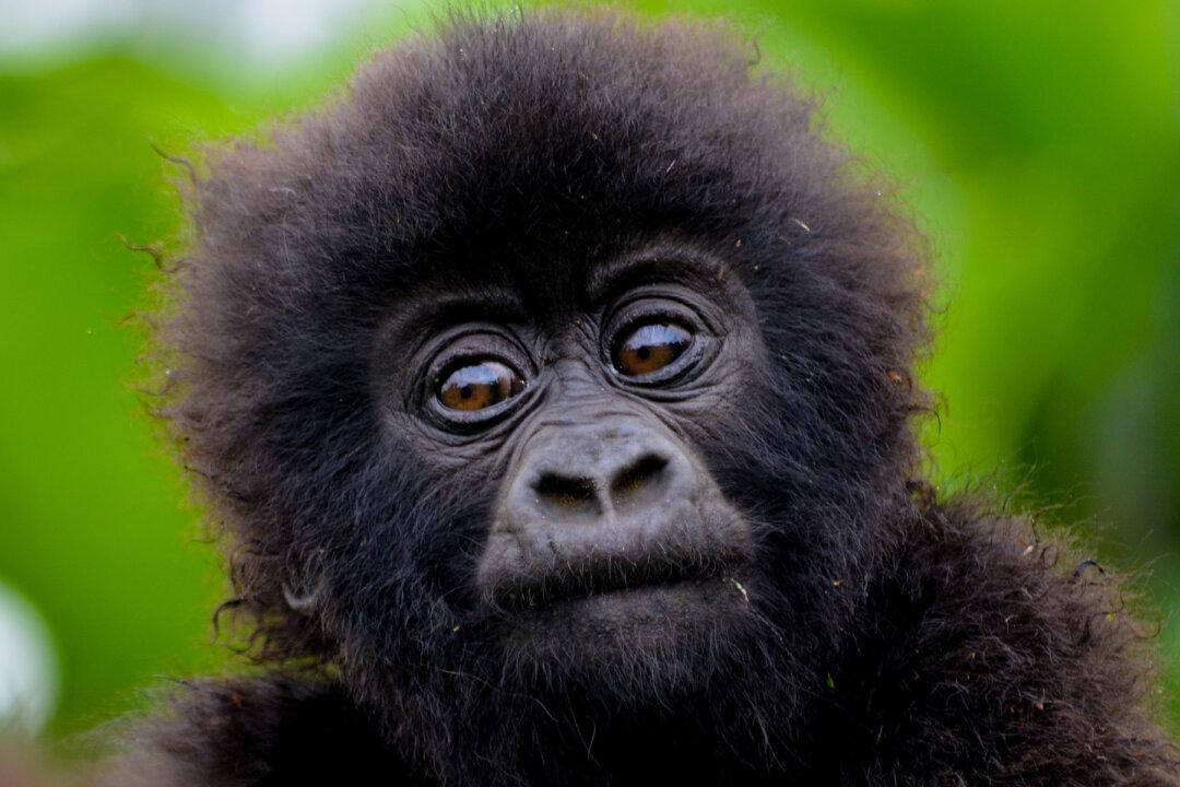 Baby Gorilla Lost Mom to Illegal Wildlife Trade, Now Depends on Cuddles From His Keeper