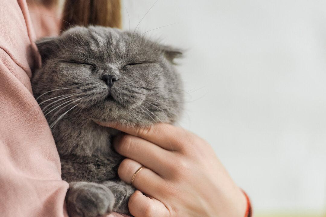 Ditched Cat With Seriously Matted Fur Gets Adopted After Much-Needed Shave