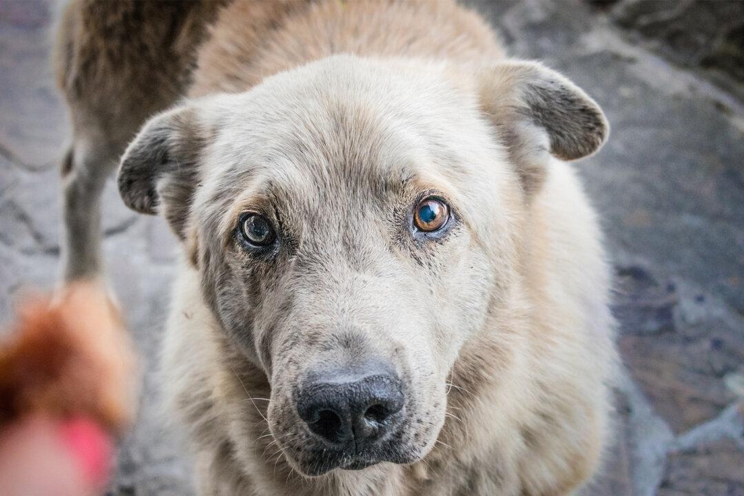 Stray Dog With Head Stuck in Tire Saved in a Dramatic Rescue by Firefighters