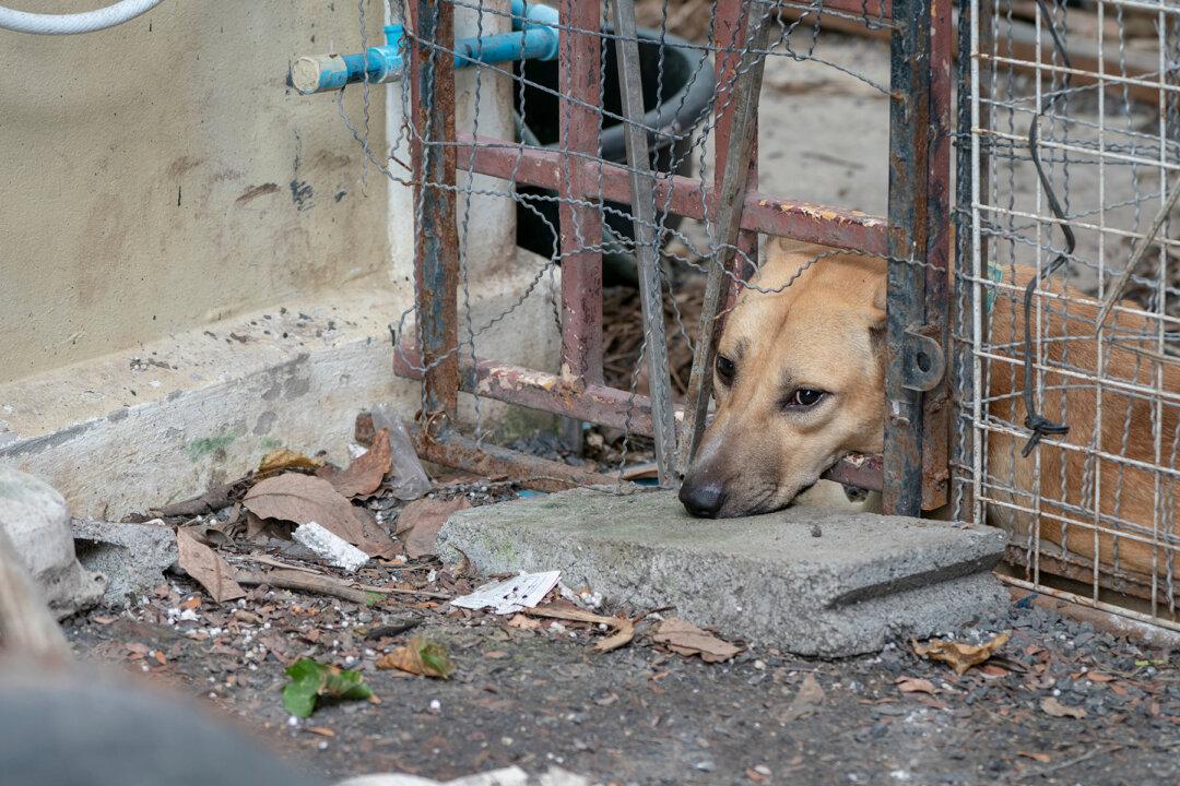 Little Girl Surrenders Dog at Shelter With a Detailed Heartbreaking Note for New Owner