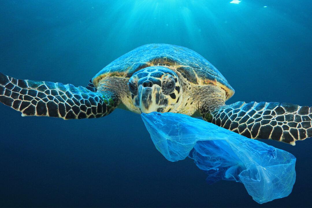 Marine Life Defenders Create Shocking Ad Campaign With 3D Graphics to Get Your Attention