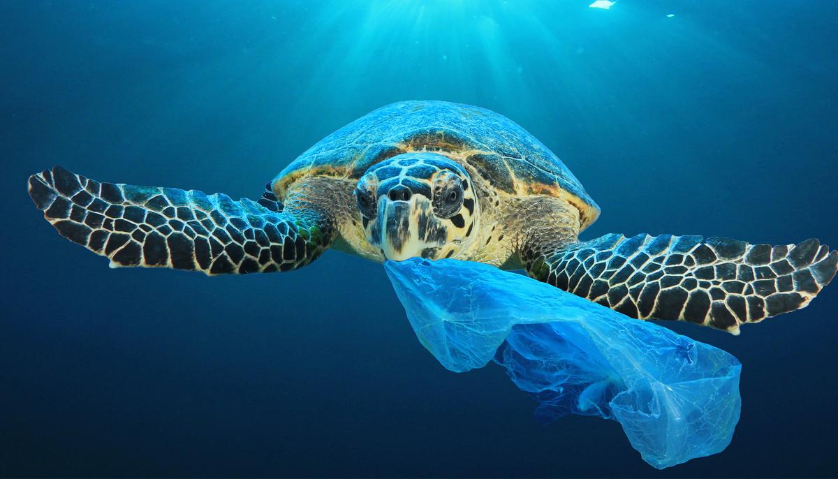 Marine Life Defenders Create Shocking Ad Campaign With 3D Graphics to Get Your Attention