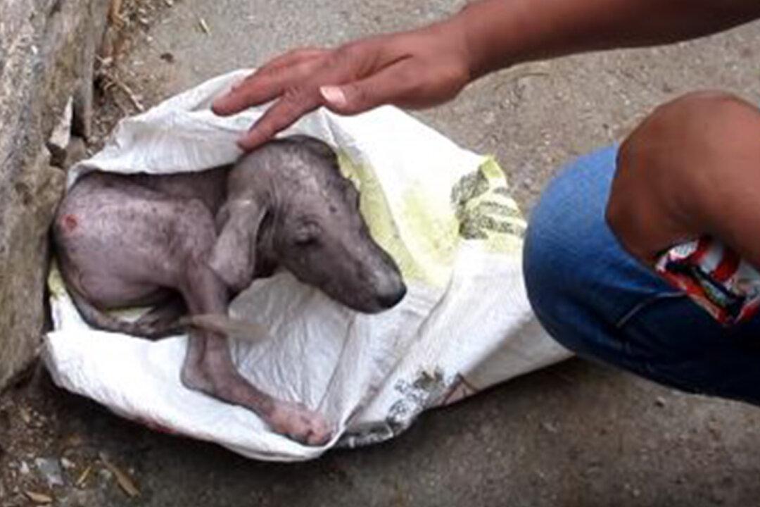 Dog ‘Screams’ As Rescuer Helps Him Out of a Bag, He’s Hardly Recognizable 6 Weeks Later