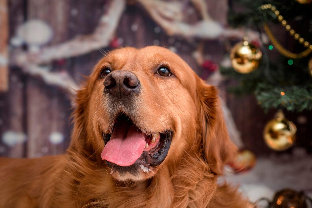 Golden Retriever Meets New Pup Brother, Falls In Love Just After 1st ‘Nose Bump’