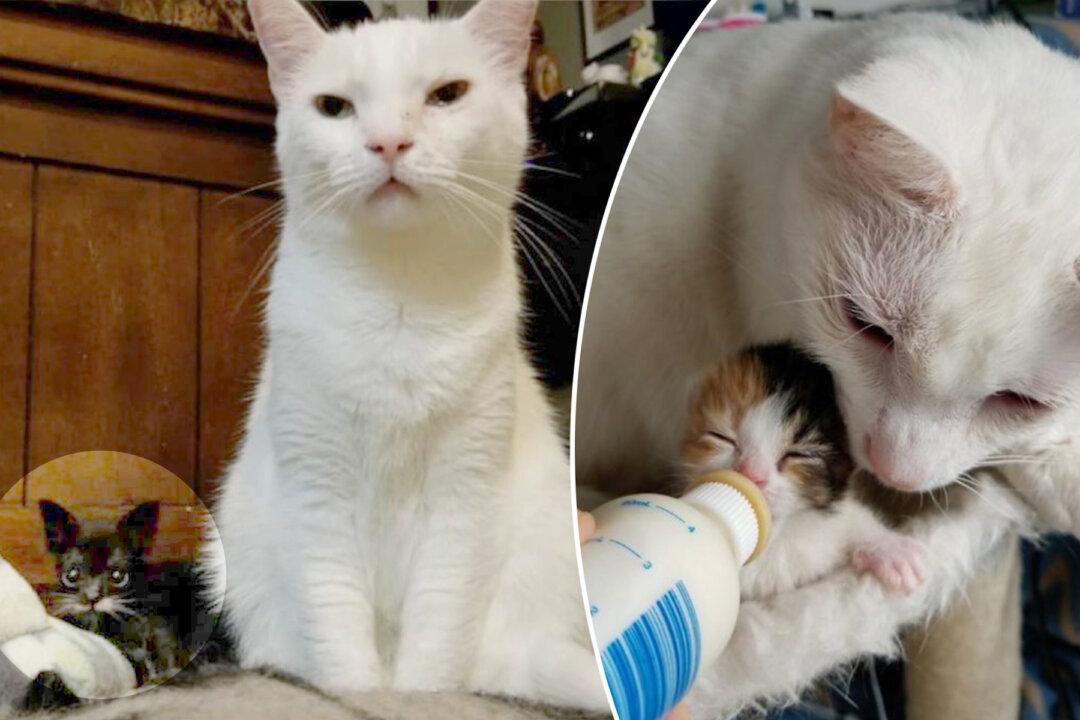 4oz Kitten the Size of a Spoon Gets a New Chance at Life, Thanks to Special Furry Dad