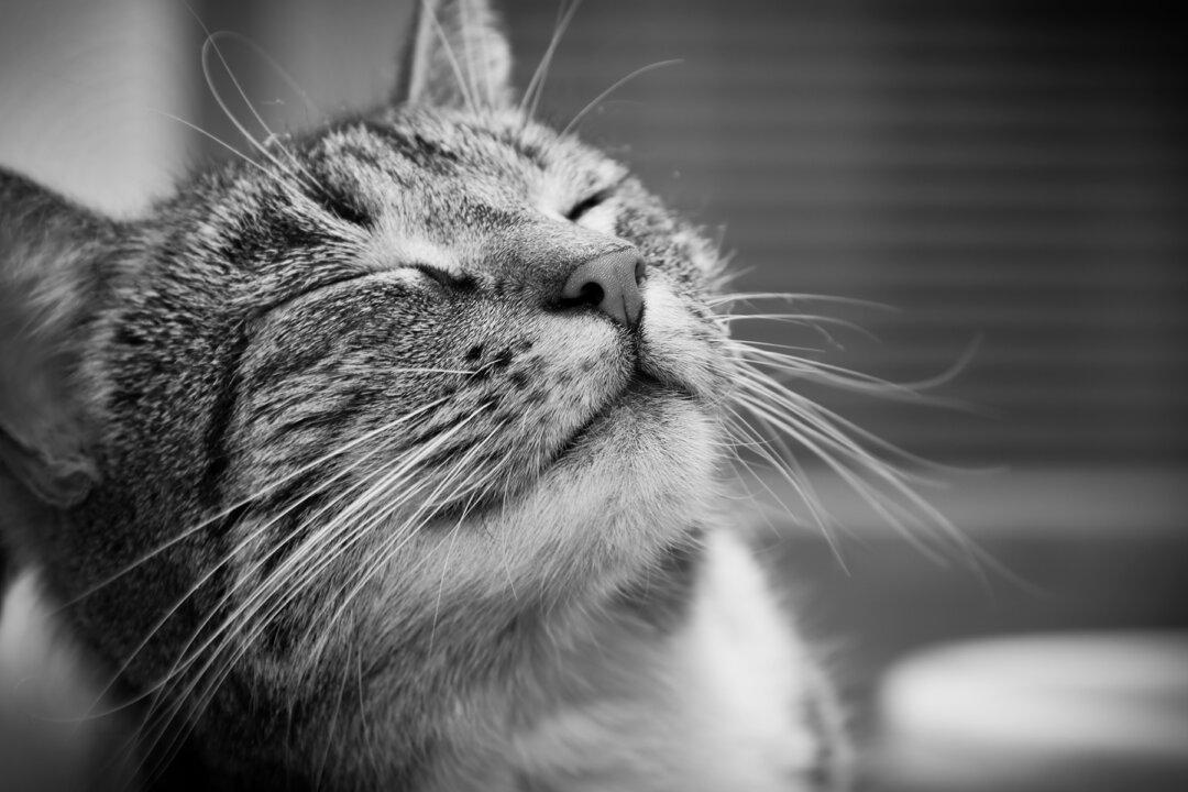 88-Year-Old Grandma Becomes Cancer-Free After She Gets Visits From Blind Therapy Cat