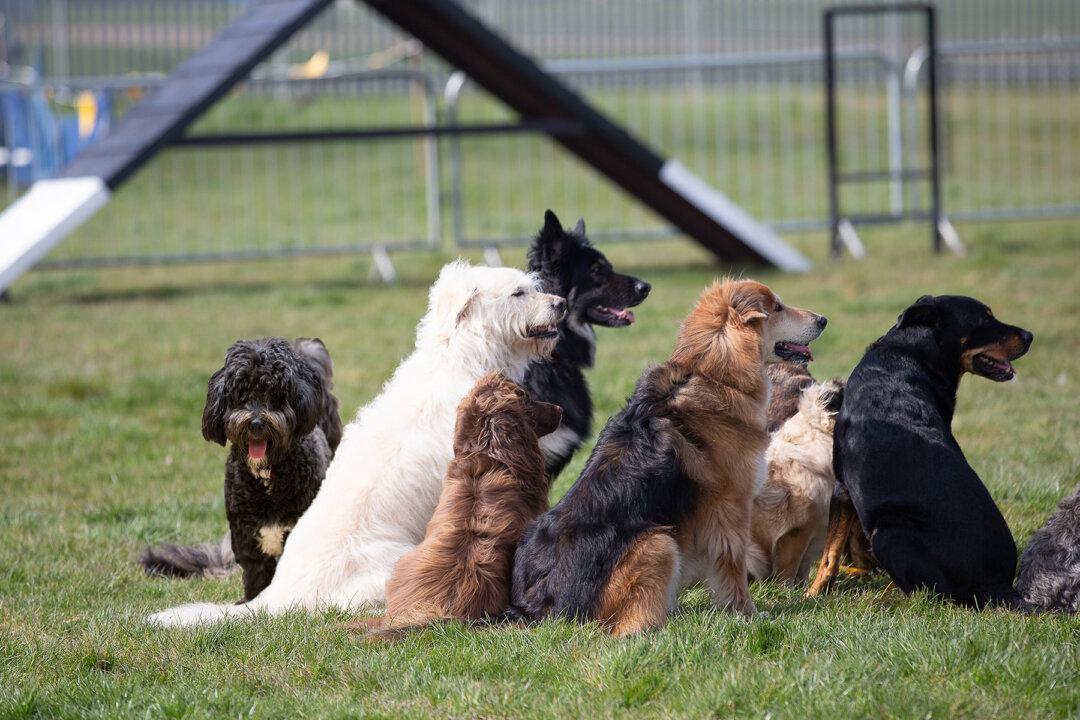 Man Visits Shelters to Ask for Dogs That No One Wants, Ends Up Adopting 10 Senior Canines