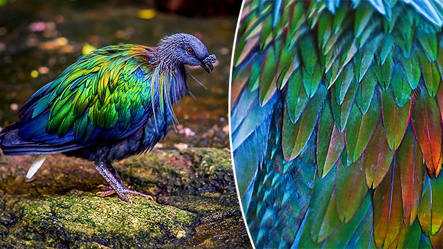 The Dodo Bird’s Closest Living Relative Puts On a Stunning Show of Iridescent Feathers