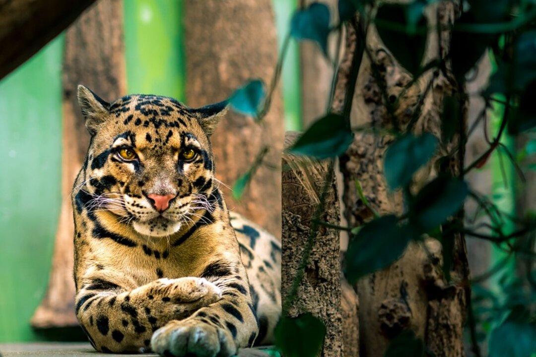 ‘New Cats in Town’: Columbus Zoo Shares Adorable Pictures of Month-Old Clouded Leopards