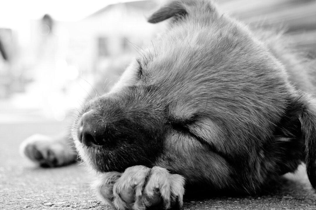 Exhausted Police Officer Helps Abandoned Puppy Find New Home and Gets Honored for His Service