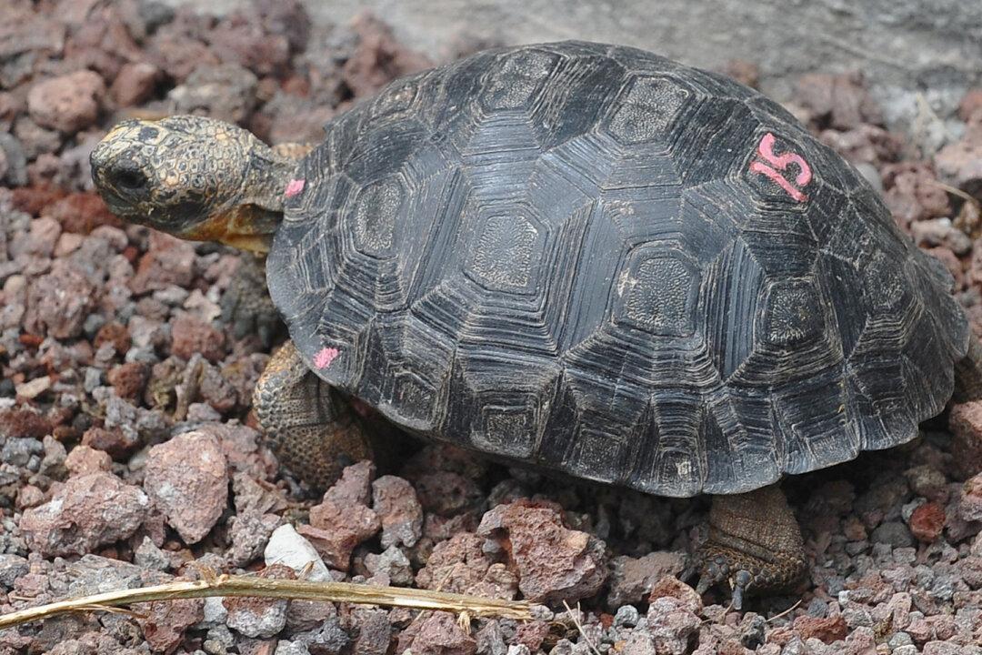 Baby Tortoises Found Thriving on a Galapagos Island After a Century-Long Absence