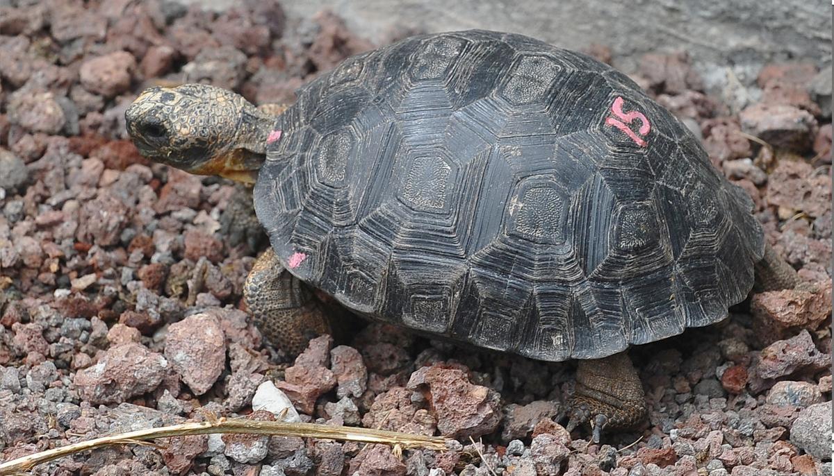 Baby Tortoises Found Thriving on a Galapagos Island After a Century-Long Absence